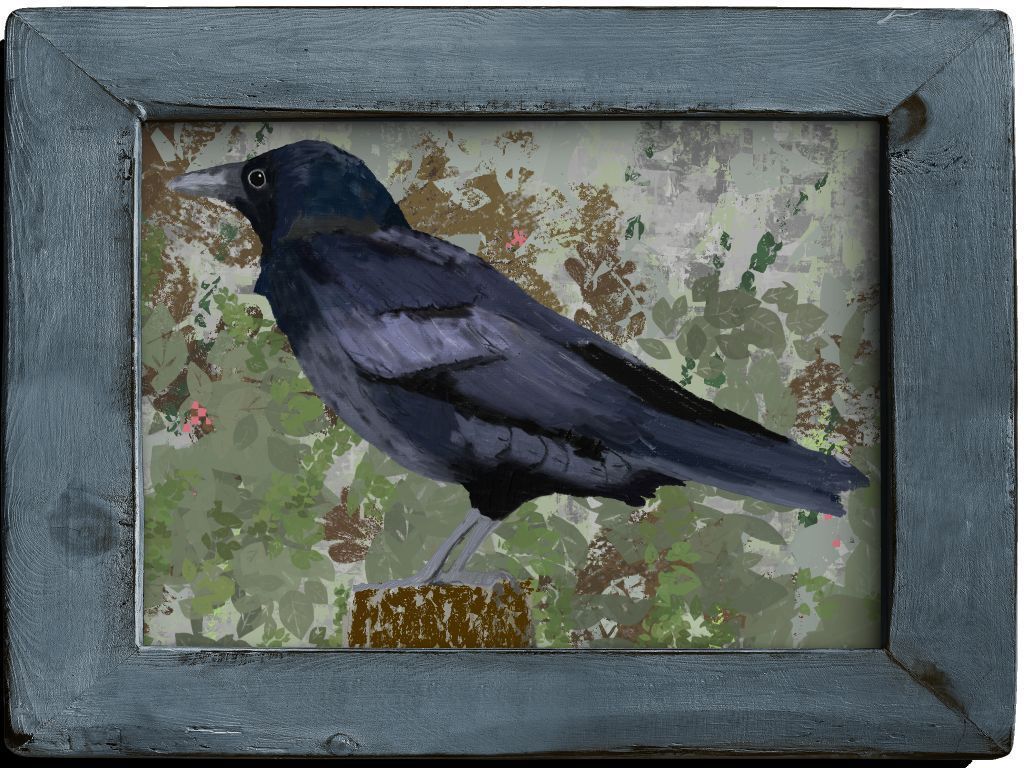 Carrion Crow (Corvus corone)